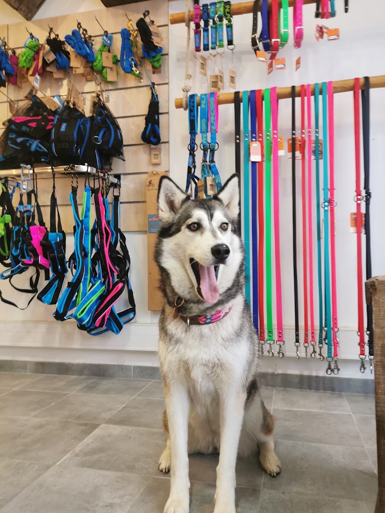 Mon Pti Loup ( Dog' concept store )
