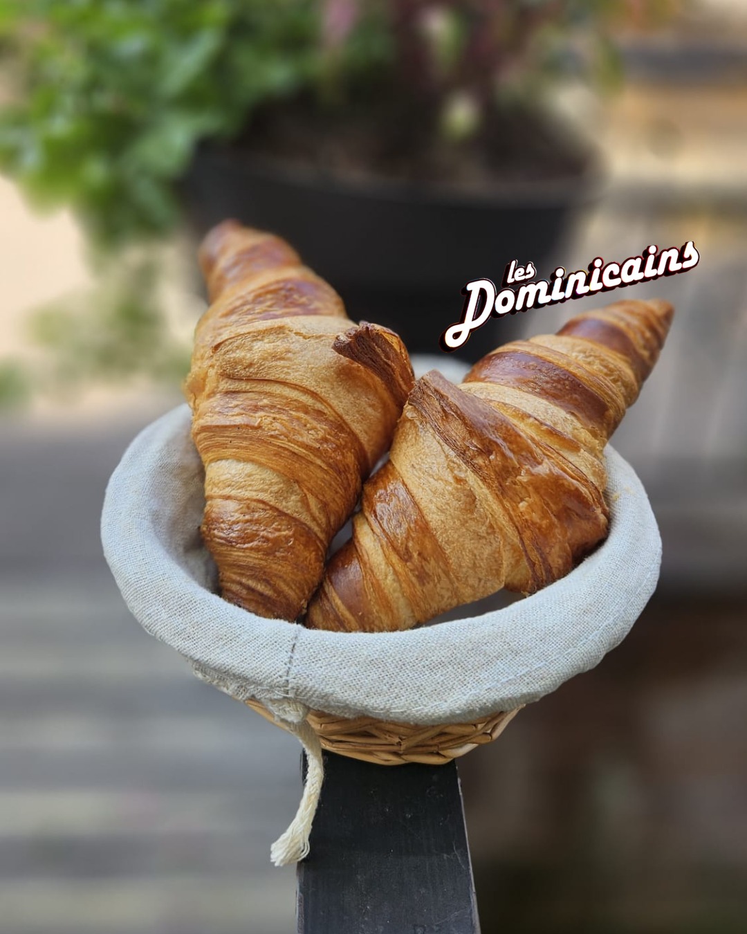 Les dominicains
